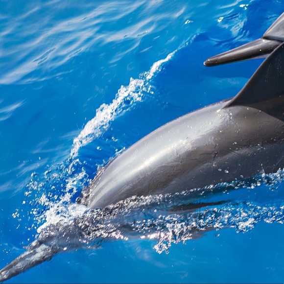 Meet your Posher, Laura - Picture 3 of 9